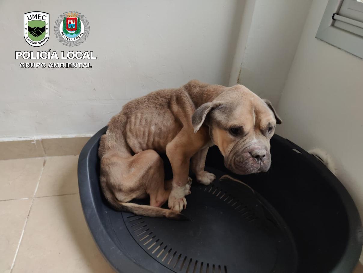 La Policía Local investiga a dos personas por un presunto delito de maltrato animal con resultado de muerte