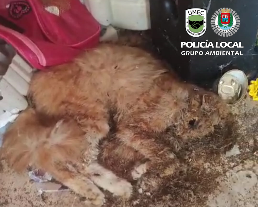 Imagen de uno de los gatos hallados muertos en la vivienda