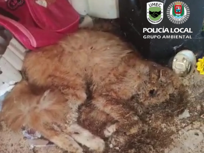 Imagen de uno de los gatos hallados muertos en la vivienda