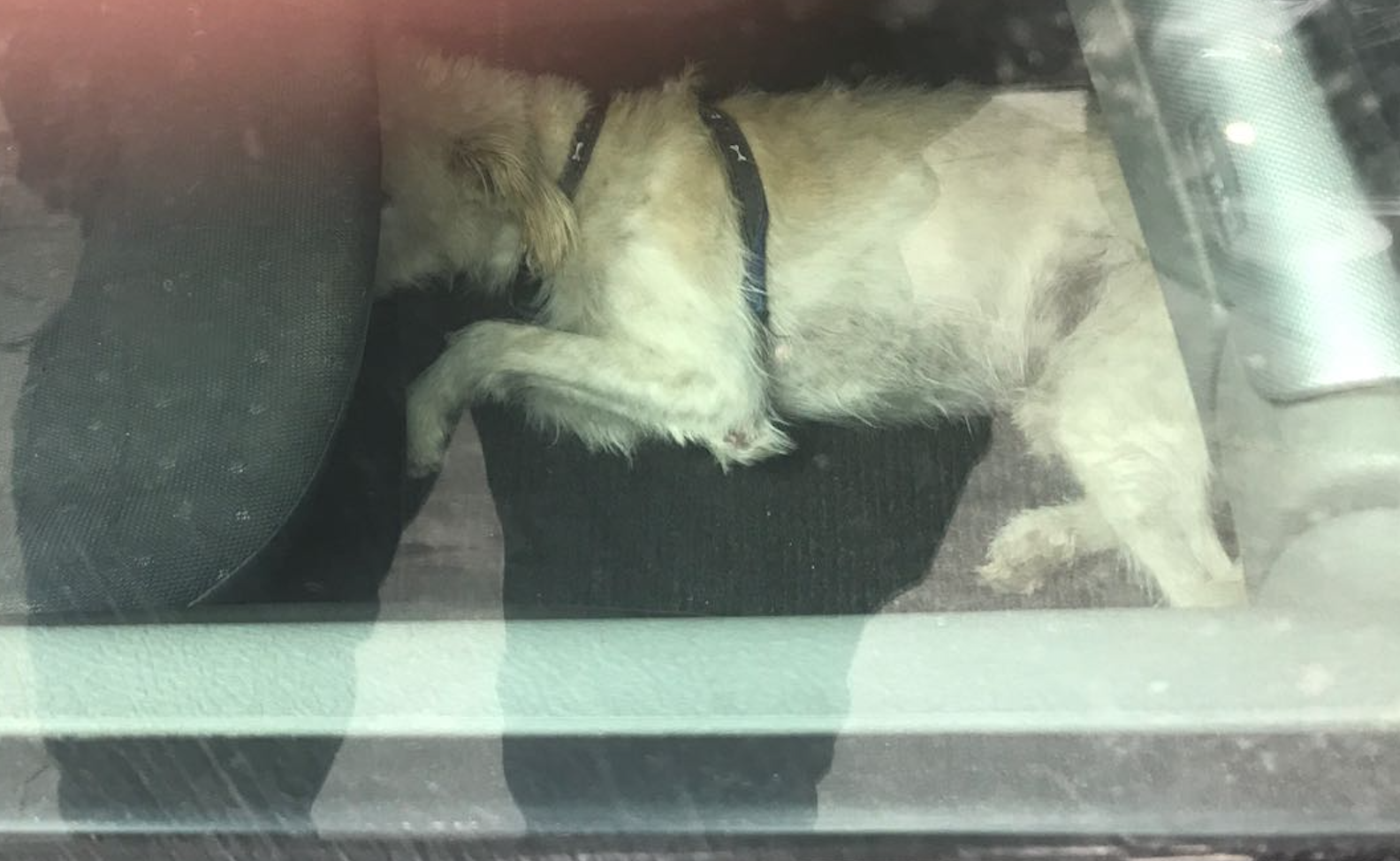 Perro encerrado en el vehículo del detenido