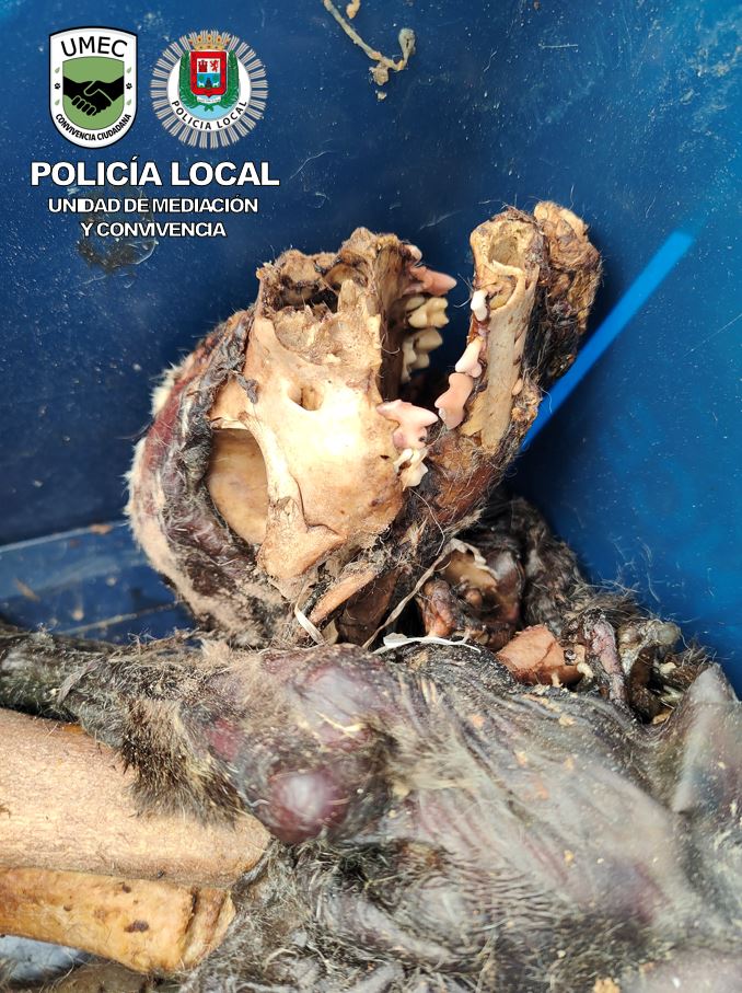 Imagen cuerpo animal 3