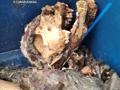 Imagen cuerpo animal 3