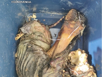 Imagen cuerpo animal 1